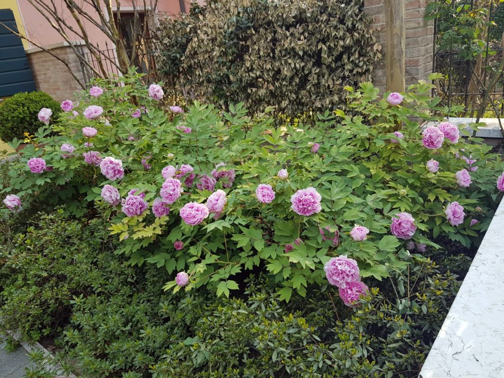 peonie