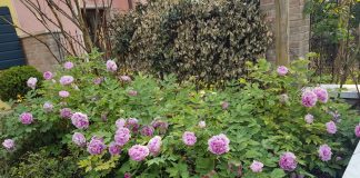 peonie