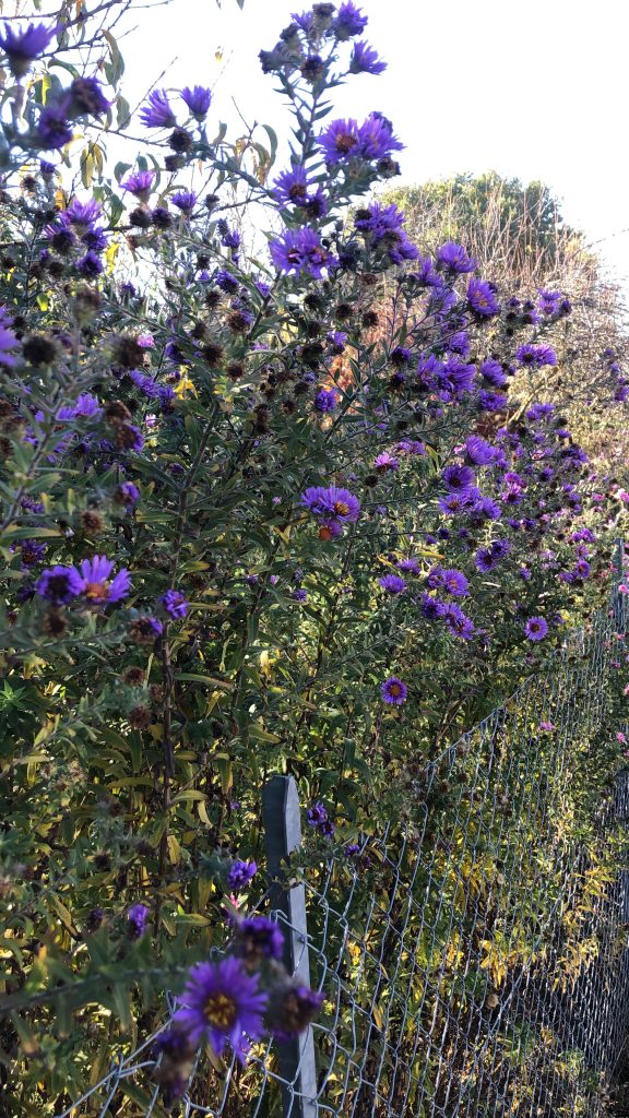 aster