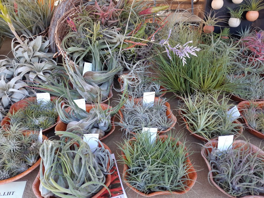 piante antiumidità tillandsia