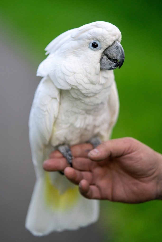 pappagallo
