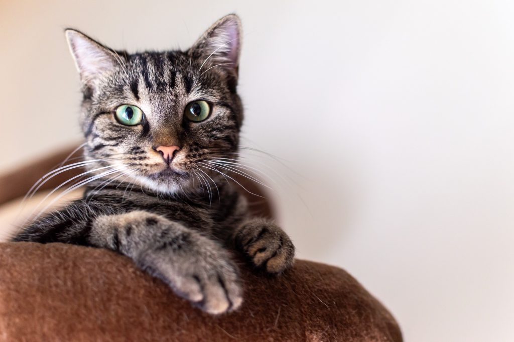 zoonosi gatto