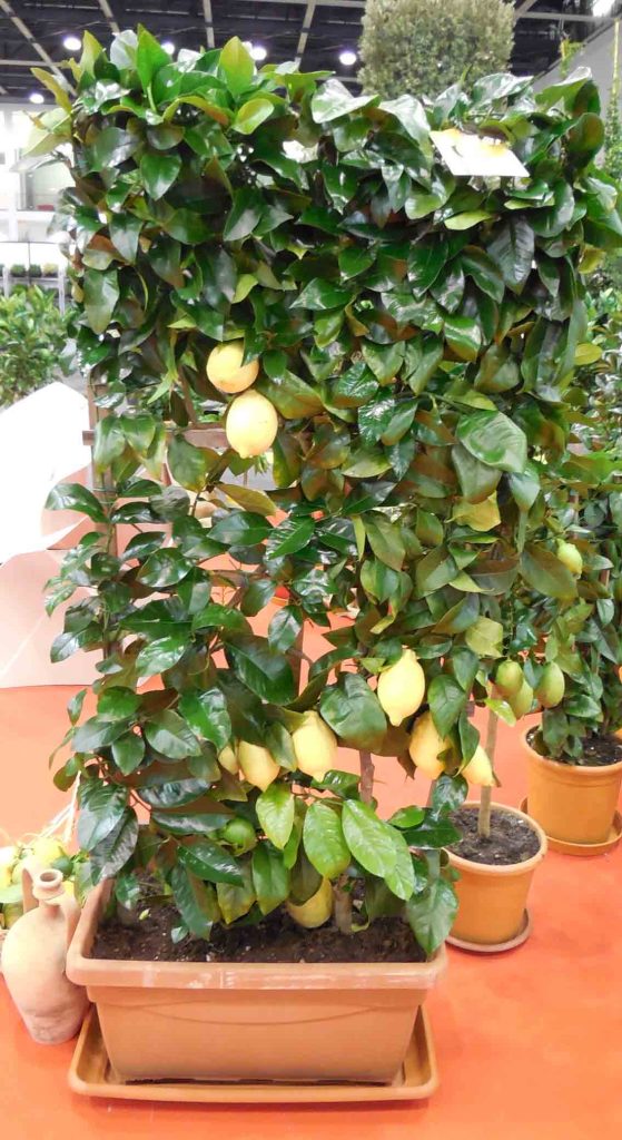 limone spalliera faq giardinaggio