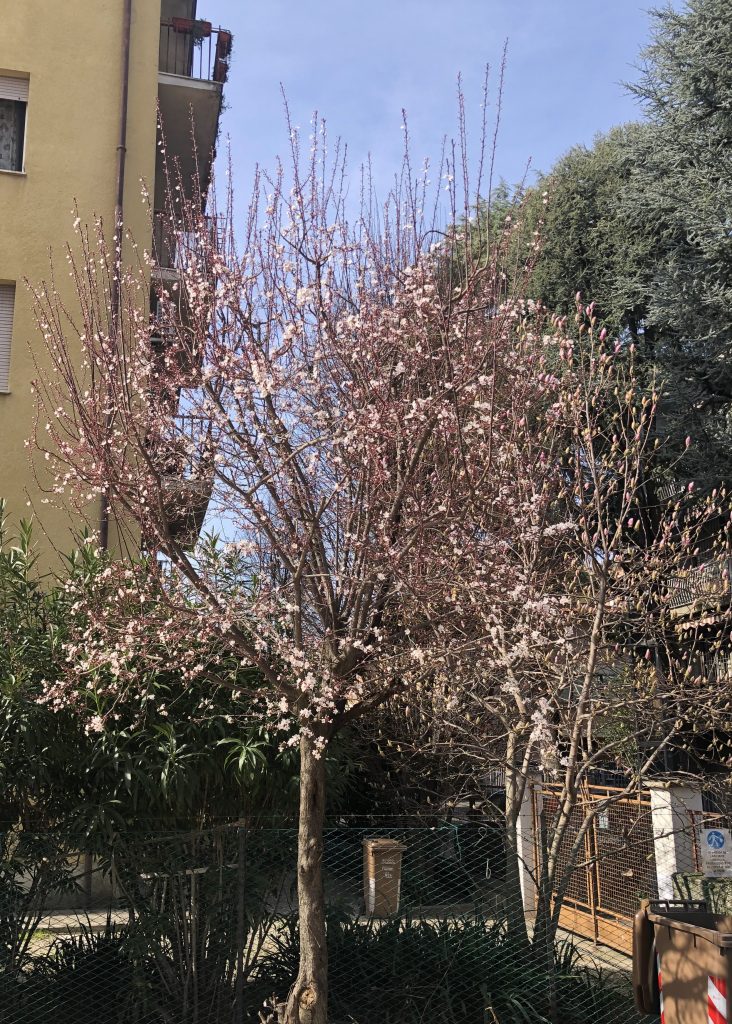 alberi da frutto prunus