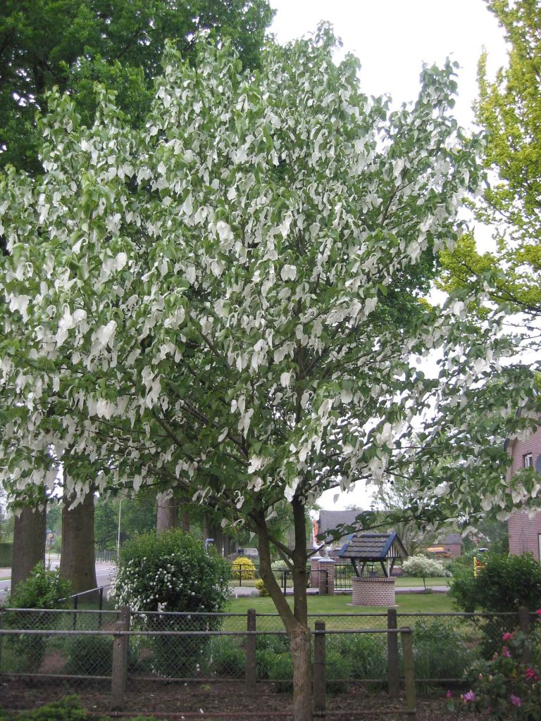 davidia fiori