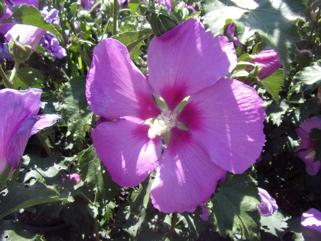 Hibiscus Warbertons Rose Moon 2