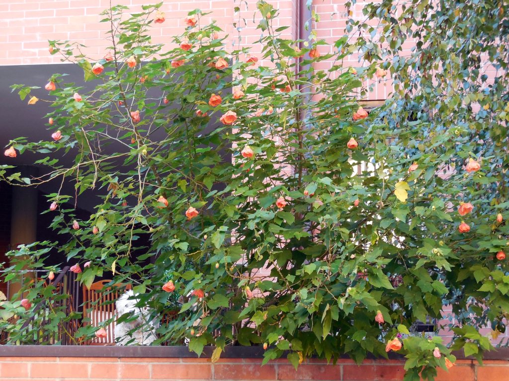 abutilon megapotanicum
