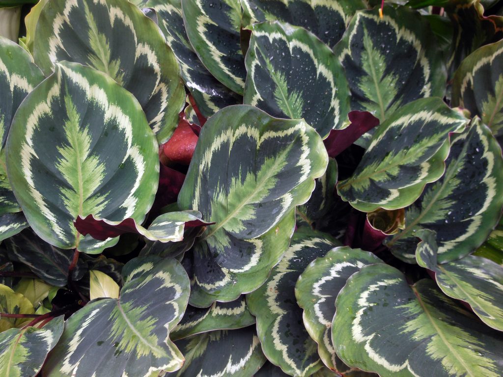 foglie variegate calathea medaillon