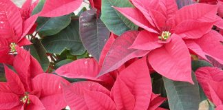euphorbia poinsettia