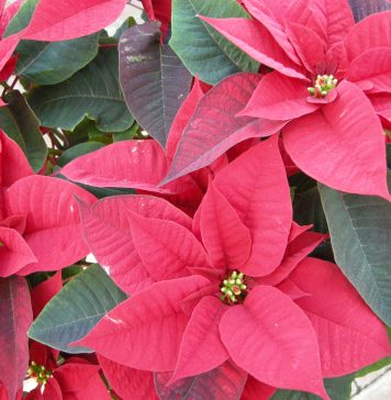 euphorbia poinsettia