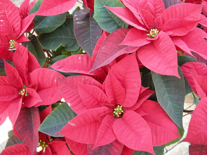 euphorbia poinsettia