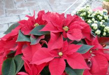 euphorbia poinsettia