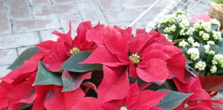 euphorbia poinsettia