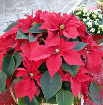 euphorbia poinsettia