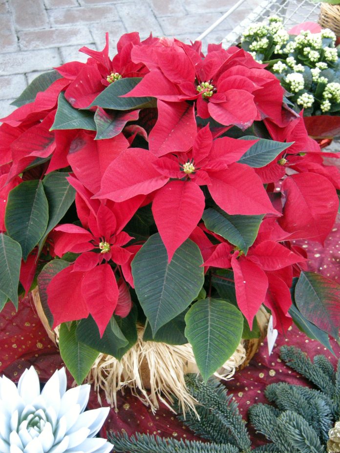 euphorbia_poinsettia5 euphorbia poinsettia