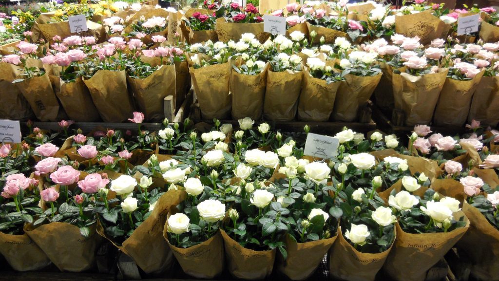 rose mignon