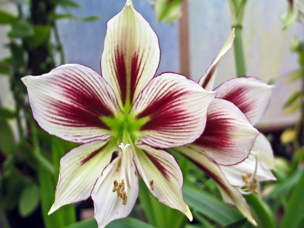 hippeastrum papilio
