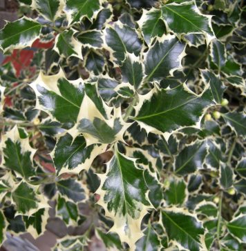 ilex aquifolium agrifoglio