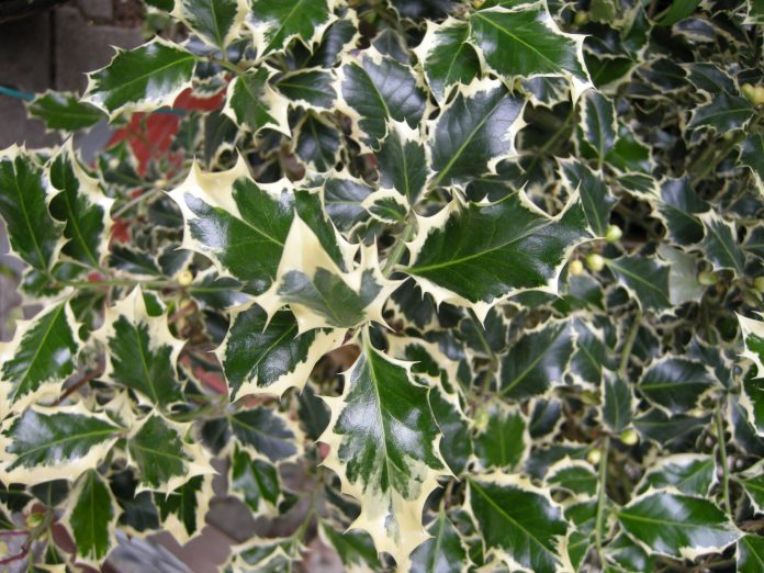 ilex4 ilex aquifolium agrifoglio