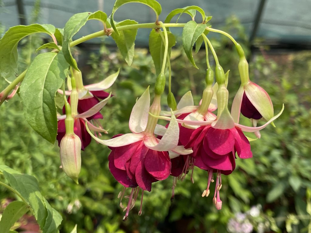 fucsia mood Indigo