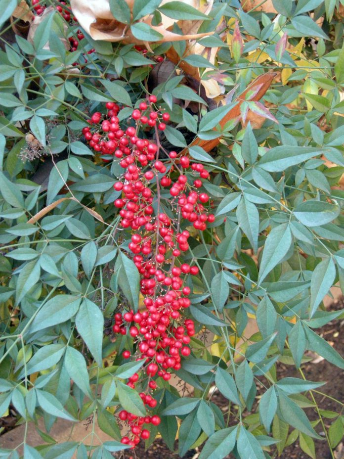 nandina_domestica_fr