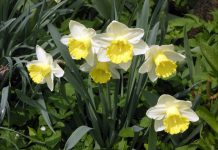 Calendario lunare e giardinaggio a marzo