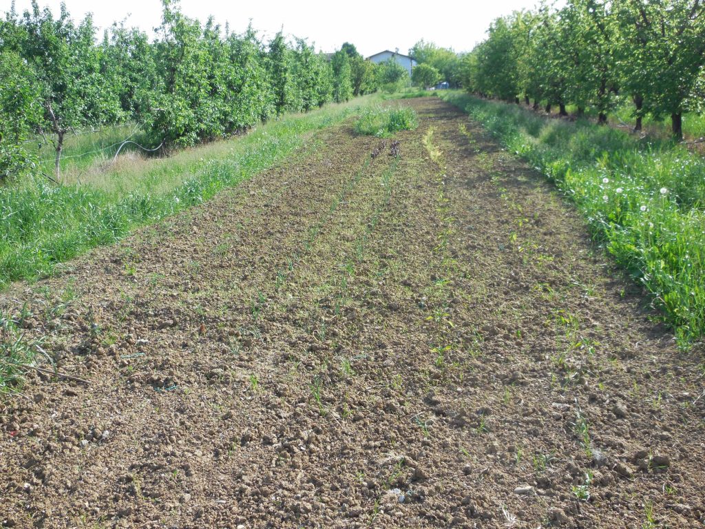 terriccio