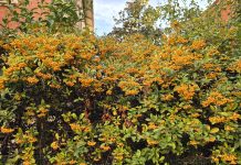 Calendario Lunare e giardinaggio a novembre