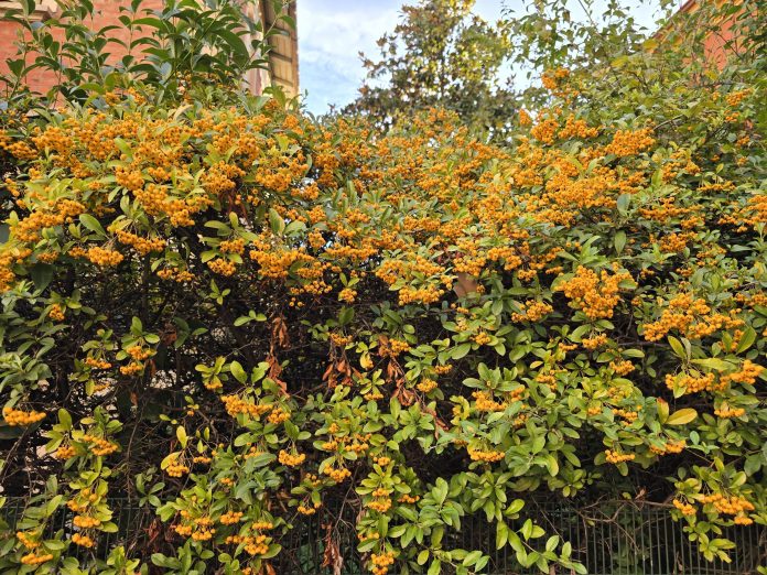 pyracantha_fr1