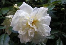 Calendario lunare e giardinaggio in maggio