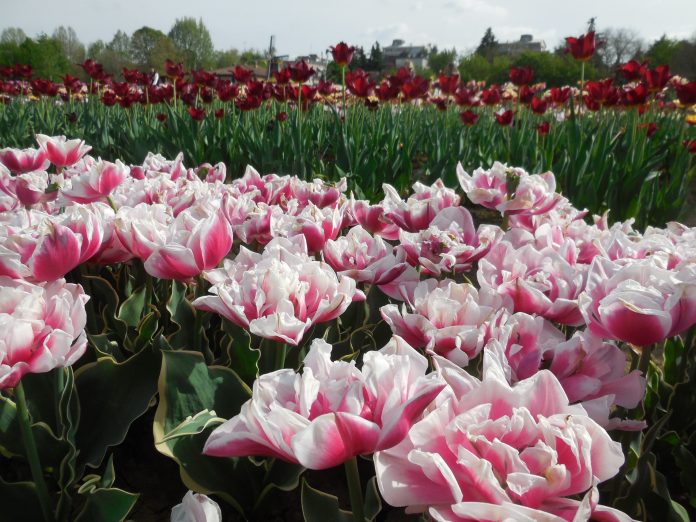 tulipa_campo_medio15