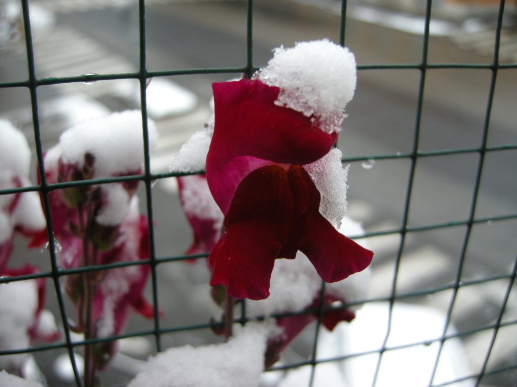 faq giardinaggio bocca di leone neve