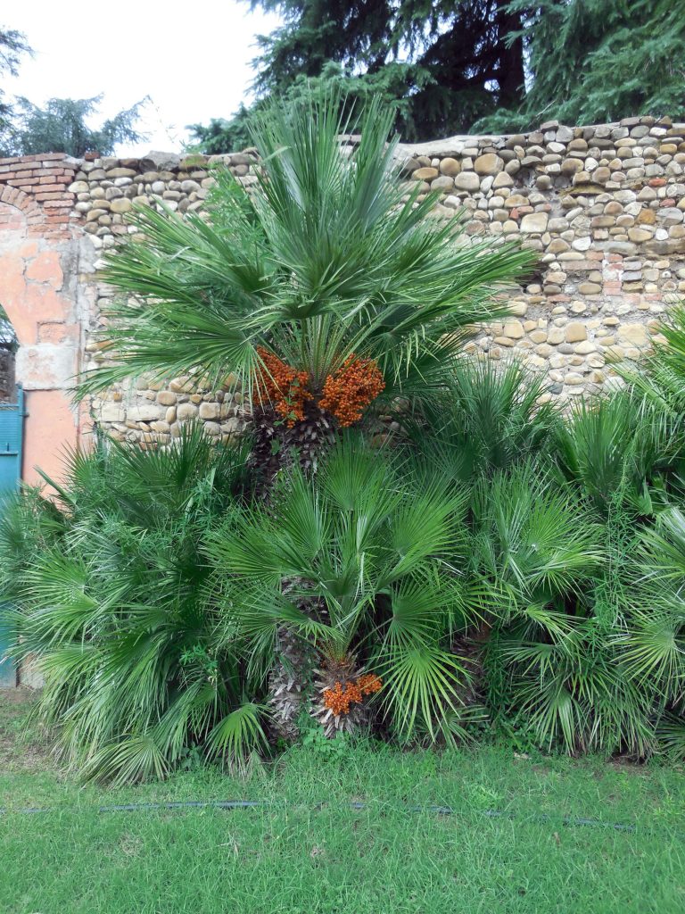 palma di San pietro