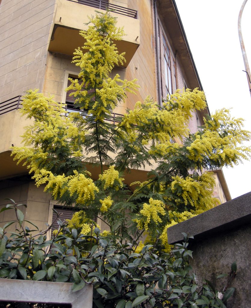 mimosa