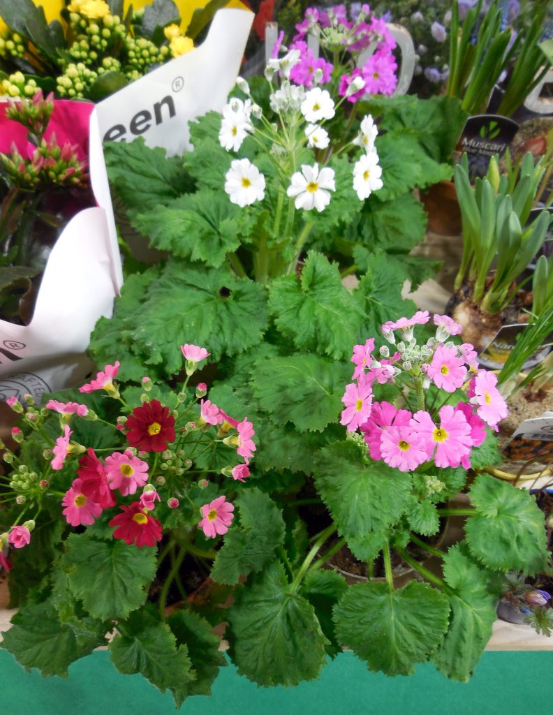 primula_malacoides