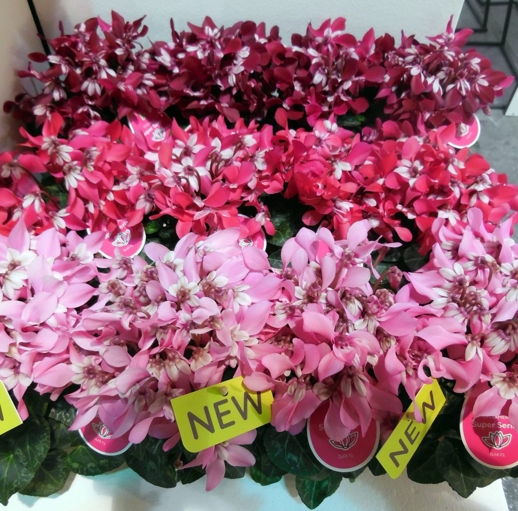 mostre mercato myplant