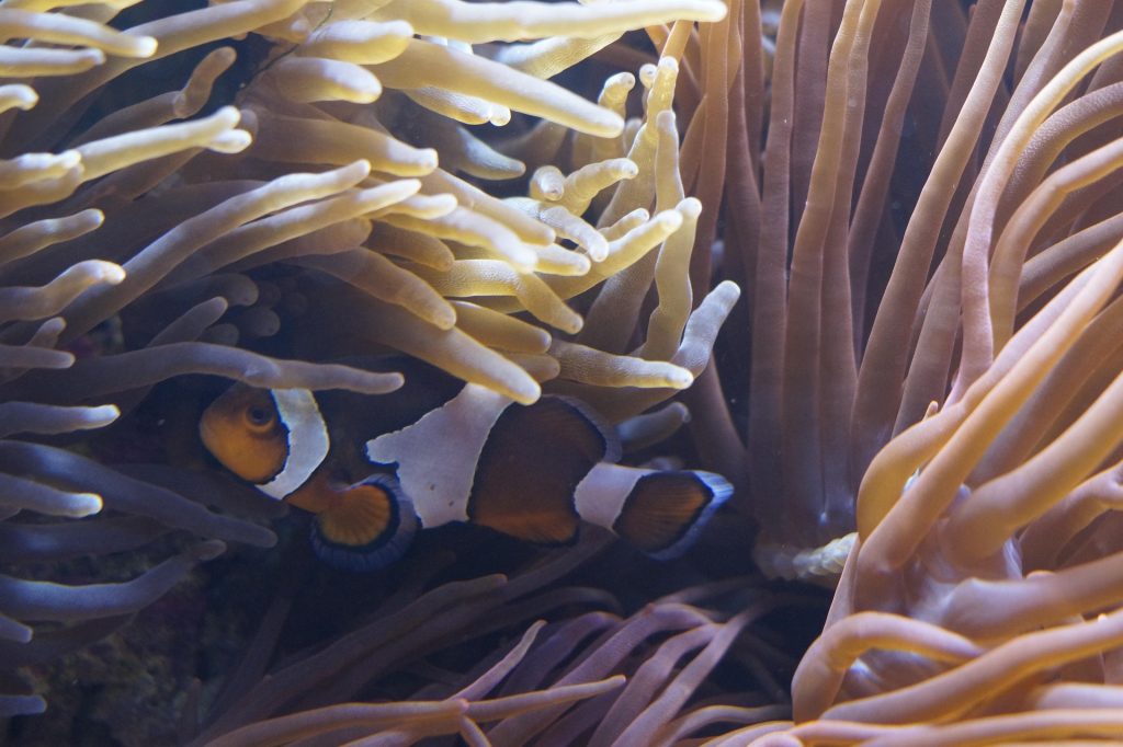 simbiosi anemone di mare pesce pagliaccio