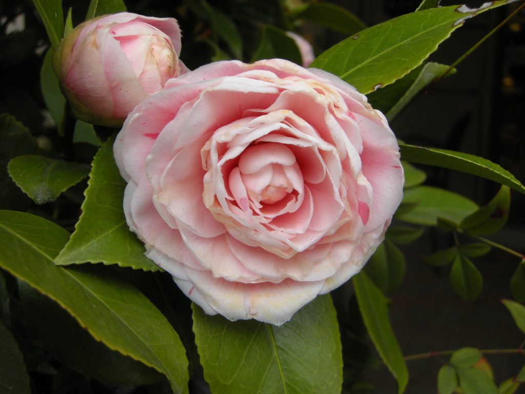 camellia japonica