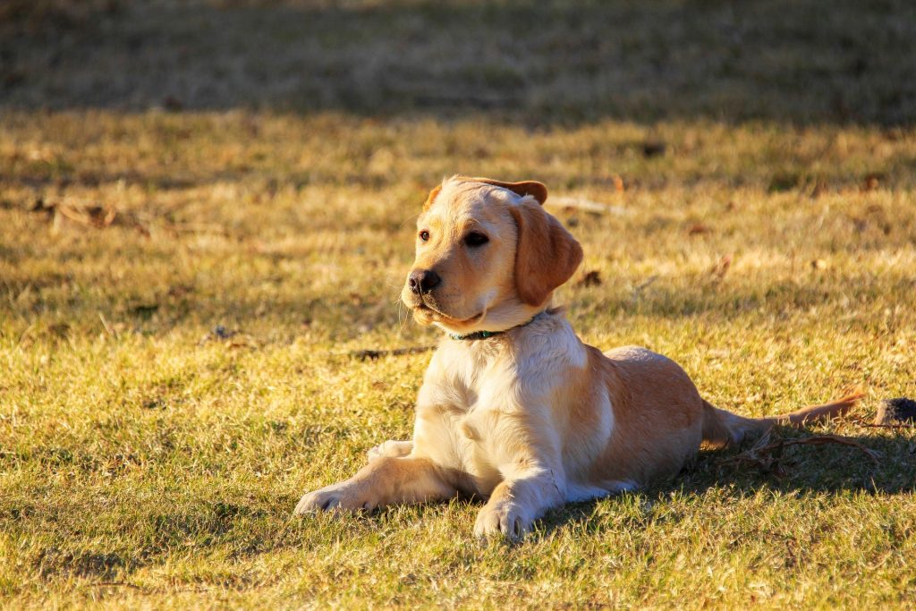 calli da appoggio nel cane