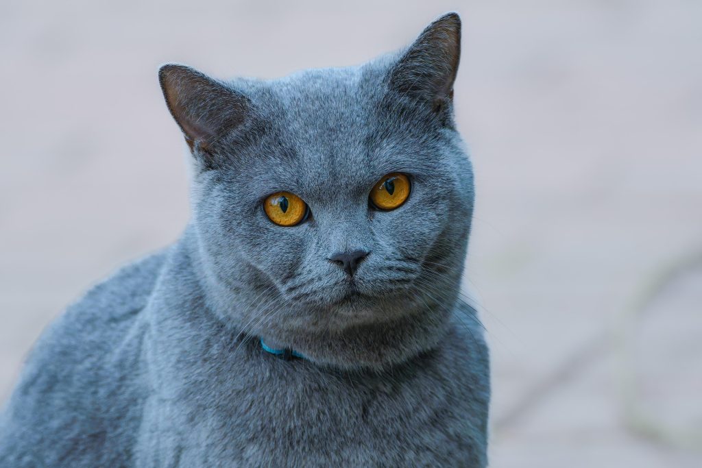 gatto collarino