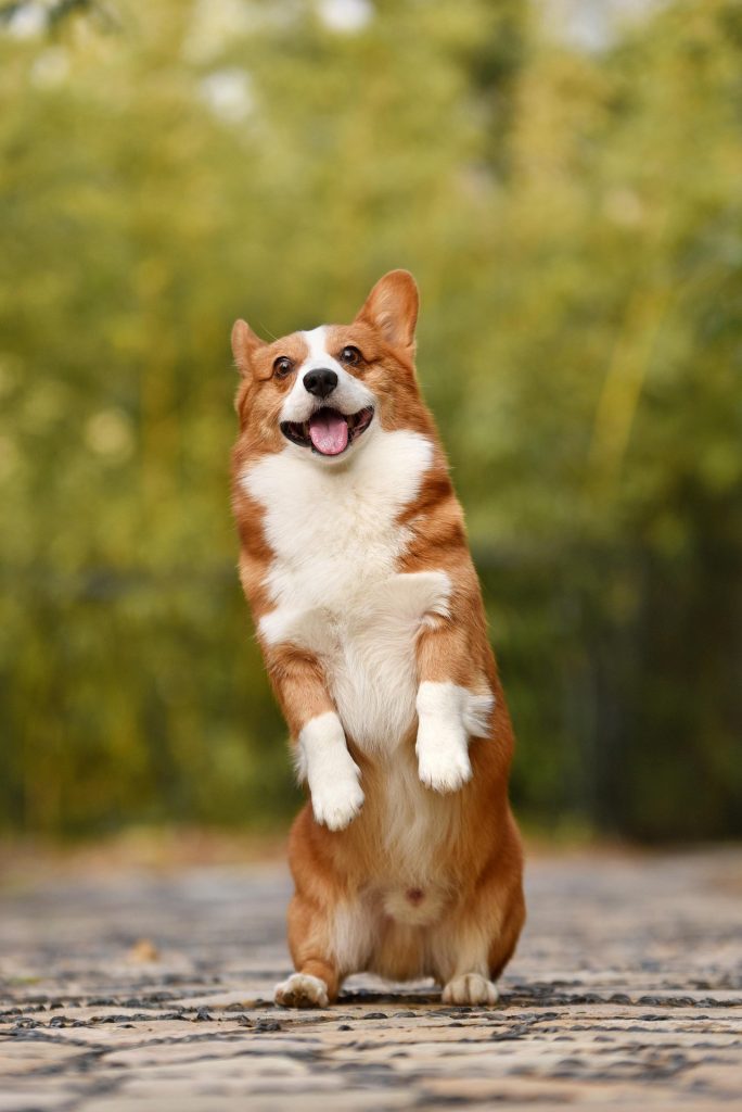 cane