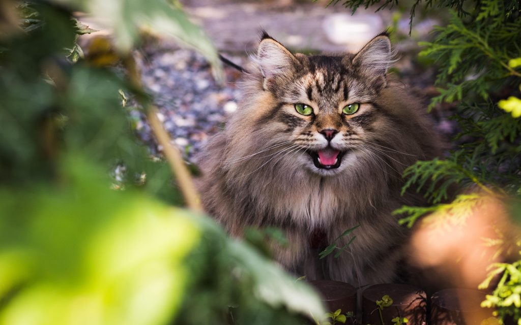 gatto miagola