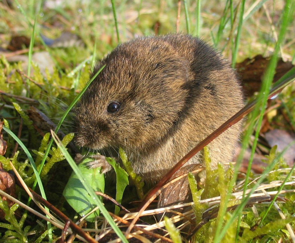 Microtus_arvalis arvicole