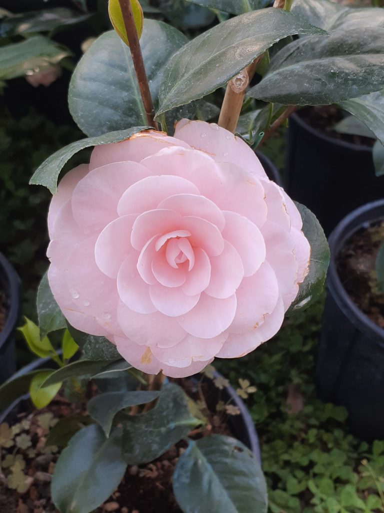 camelia camellia