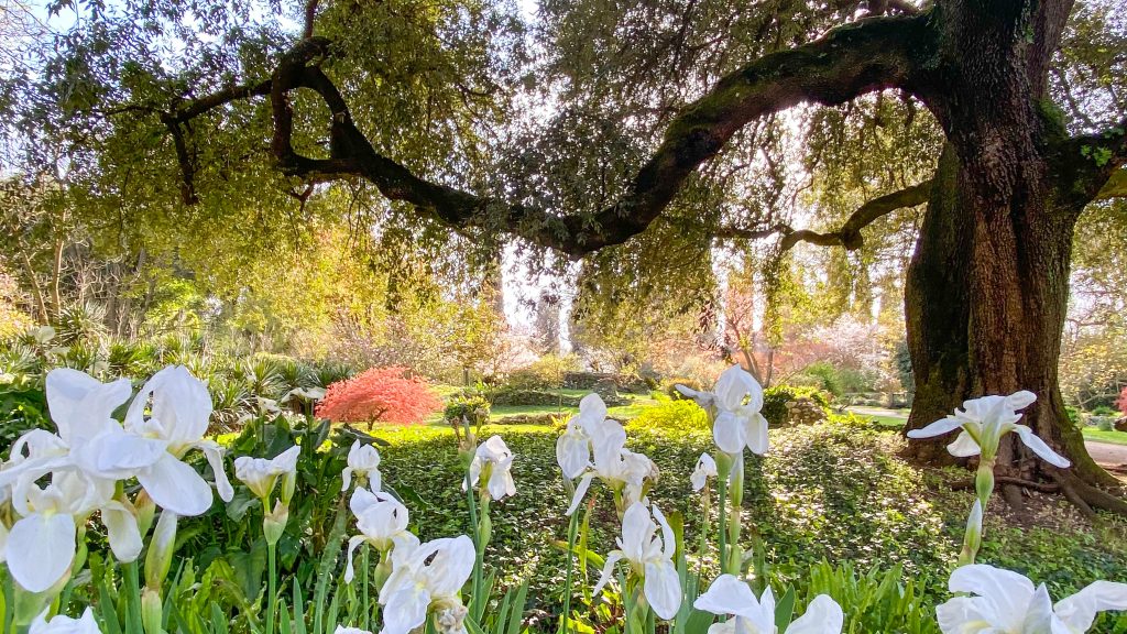 Giardino di ninfa iris
