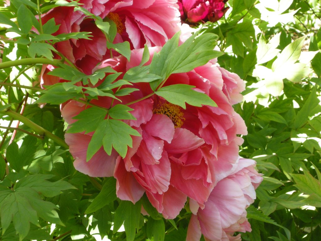peonia mostre mercato