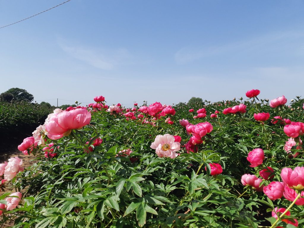peonie peoniamia mostre mercato