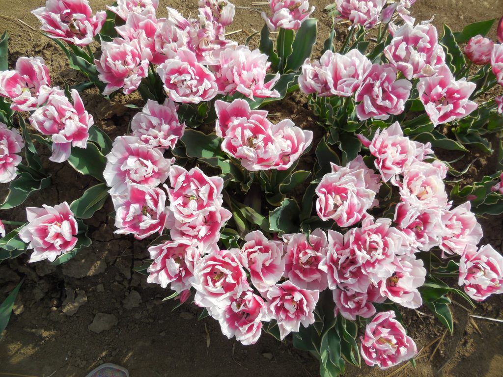 tulipani mostra mercato
