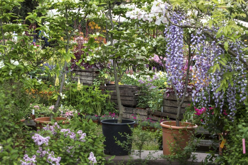 Tre-giorni-per-il-giardino-PRIMAVERA-foto-Dario-Fusaro