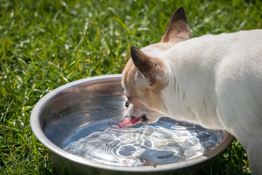 cane beve acqua aromatizzata